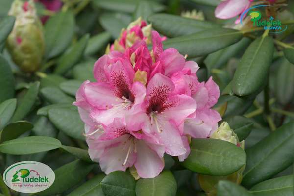 Rhododendron Anette